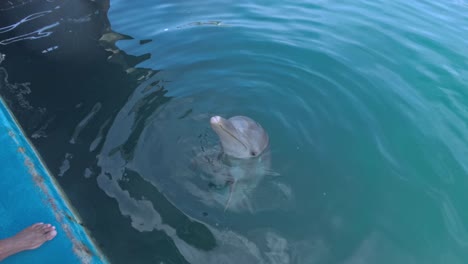 Bottlenose-dolphin-in-training-center