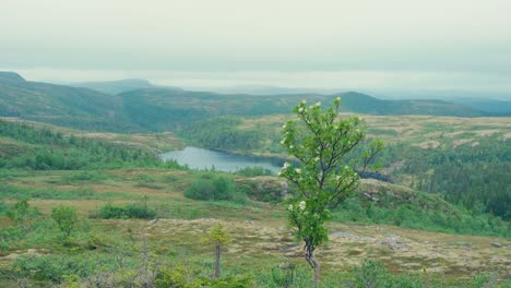 Idyllische-Natur-Rund-Um-Den-See-Elgsjøen-In-Norwegen---Weitwinkelaufnahme