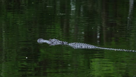 American-Alligator-slowly-swimming-through-still,-reflective-water,-Florida-marsh-swamp-4k