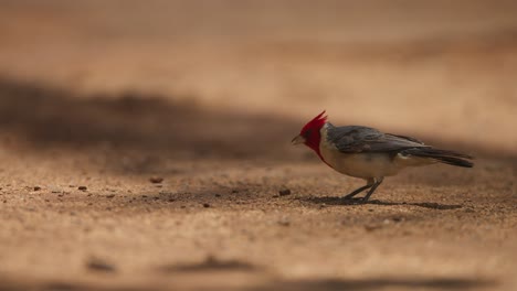 Red-crested-cardinal-bird-feeding-and-walking-on-the-ground-in-Maui,-Hawaii,-closeup-slow-motion