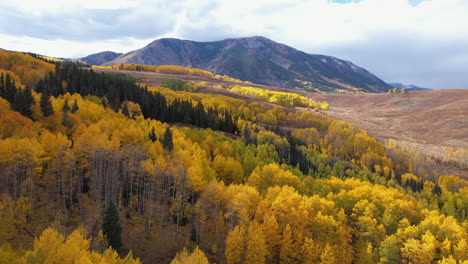 Aerial-View-of-Beautiful-Yellow-Aspen-Forest-in-Autumn-Season,-Landscape-of-Colorado-USA