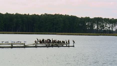 Herons-Resting-On-Old-Pier-In-Blackwater-National-Wildlife-Refuge,-Maryland---Zoom-In