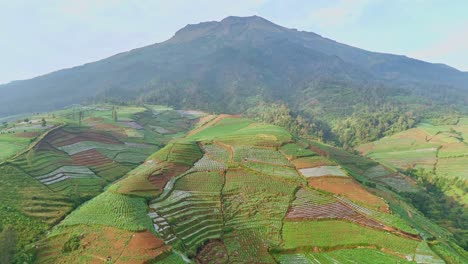 Aerial-view-of-rural-tobacco-plantation