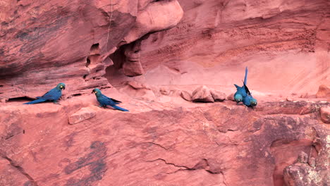 Lear's-Indigo-Macaw-parrot-on-sandstone-breeding-cliff-tropical-Bahia-Brazil-pair-mating