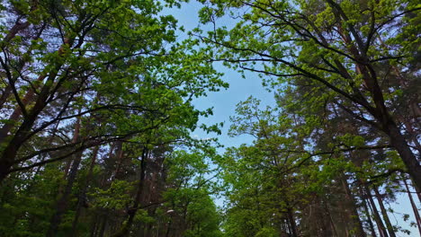 Paseo-Por-El-Bosque-En-Un-Día-Cálido-Y-Con-Cielo-Azul-Gente-En-Cámara-Lenta-Caminando-Y-Disfrutando-Del-Clima-Y-La-Naturaleza-Verde