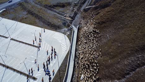 Un-Rebaño-De-Ovejas-Y-Vacas-Camina-Por-La-Ladera-De-La-Montaña-Y-Un-Pastor-Las-Cuida