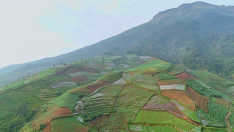 Aerial-shot-of-tobacco-farm-on-the-slope-of-mountain