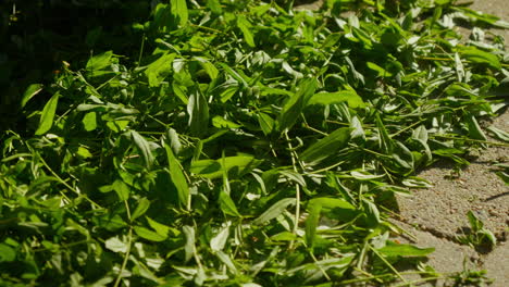 Hedge-cuttings-lie-on-the-ground-in-sunlight