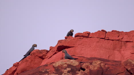 Lear's-Indigo-Macaw-parrot-on-sandstone-breeding-cliff-tropical-Bahia-Brazil-closer