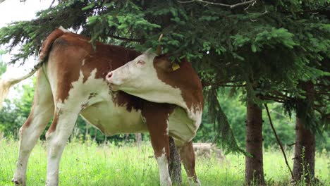 Eine-Herde-Kühe-Grast-An-Einem-Bewölkten-Sommertag-Auf-Einer-Frischen,-Grünen-Wiese