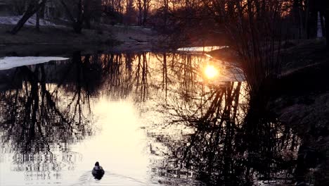 Video-displays-sunset-reflecting-on-a-small-river-with-a-duck-swimming-across-it