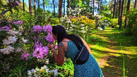Zoom-in-shot-of-a-female-tourist-smelling-lavender-Rhododendron-flower-in-a-park-at-daytime