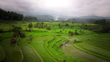 Terraced-rice-paddy-field-with-water-reflecting-cloudy-sky-between-plants,-aerial-dolly