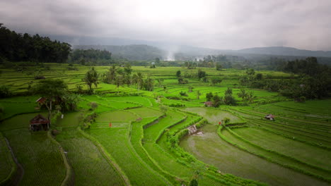 Campo-De-Arroz-En-Terrazas-Con-Agua-Que-Refleja-El-Cielo-Nublado-Entre-Las-Plantas,-Plataforma-Rodante-Aérea