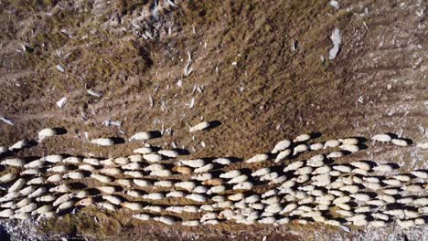 Un-Rebaño-De-Ovejas-Caminando-Por-Las-Montañas-Del-Cáucaso,-Filmado-Desde-Un-Dron