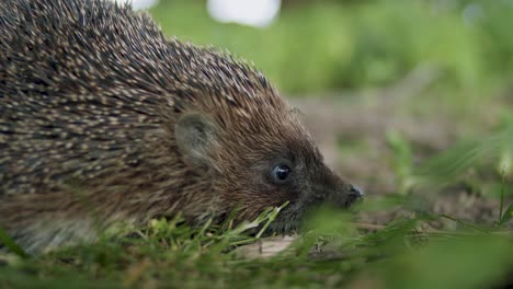 Eurasian-hedgehog-close-up-in-grass-in-evening-dusk-light