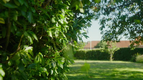 Beschneiden-Einer-überwucherten-Hecke-Mit-Elektrischen-Trimmern-Im-Garten