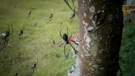 Araña-Tejedora-Gigante-De-Orbe-Dorado-En-Telaraña-Junto-Al-Tronco-Del-árbol-En-Indonesia