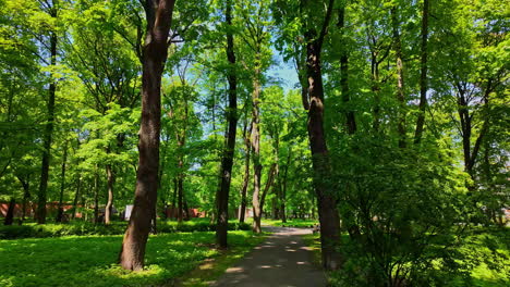 Shadow-from-tall-green-trees-in-the-park,-relaxing-walk-in-nature