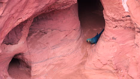 Lear's-Indigo-Macaw-parrot-on-sandstone-breeding-cliff-tropical-Bahia-Brazil-pair-in-nest-hole