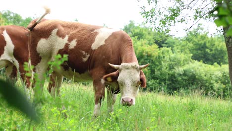 Eine-Herde-Kühe-Grast-An-Einem-Bewölkten-Sommertag-Auf-Einer-Frischen,-Grünen-Wiese