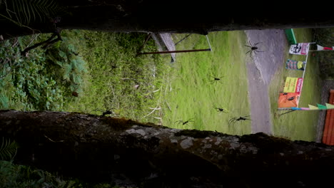 Vertical---Arañas-Tejedoras-Gigantes-De-Orbe-Dorado-En-Redes-Entre-árboles-En-El-Parque-En-Indonesia