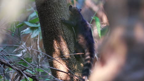 Coati-on-trunk-rainforest-looking-around-tropical-in-Barba-Azul-Nature-Reserve