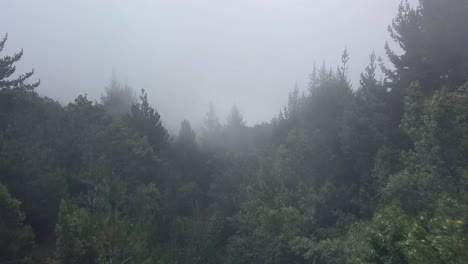 Scenic-flight-overlooking-fog-covered-pine-canopy-forest-in-Upcountry-Maui,-Hawaii