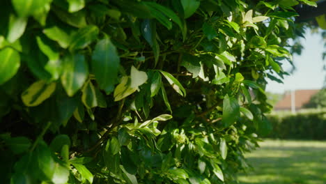 Manicured-garden-hedge-getting-trimmed-with-electric-clippers