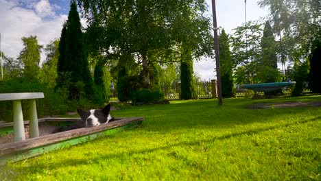 Hermosas-Imágenes-En-Movimiento-De-Un-Perro-Oso-Carelio-Blanco-Y-Negro-Descansando-En-Una-Caja-De-Arena-En-Estonia,-Europa-Durante-El-Verano-A-La-Luz-Del-Día-En-4k