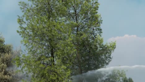 Slow-motion-120-fps,-municipality-crew-spraying-water-on-pine-trees-to-prevent-spreading-of-forest-fire