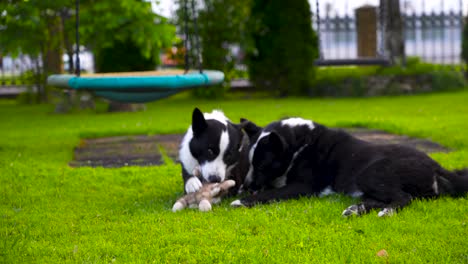 Moving-close-up-footage-of-two-black-and-white-Karelian-bear-dogs-playing-with-a-toy-together-in-a-garden-during-the-summer-time-in-Estonia,-Europe-shot-in-4K