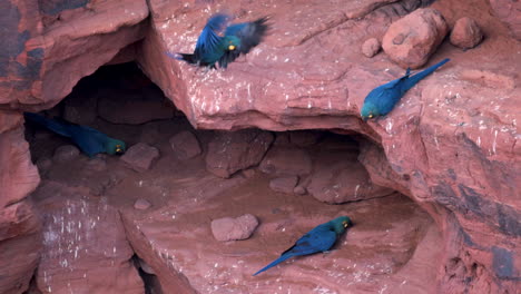 Lear-Indigo-Ara-Papagei-Auf-Einer-Brutklippe-Aus-Sandstein,-Tropisches-Bahia,-Brasilien,-4K-Zeitlupenflug