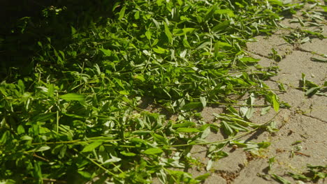 Hedge-cuttings-lie-on-the-ground-in-sunlight