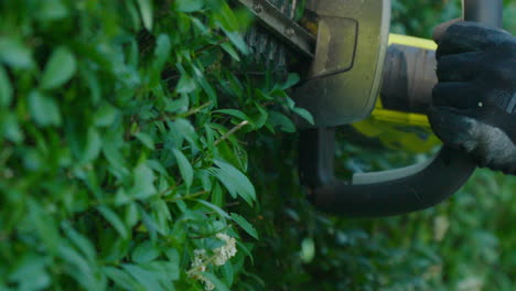 Man-trimming-green-hedge-with-electric-trimmer-in-sunlight