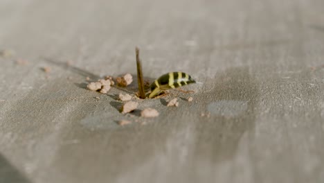 Potter-wasp-cleaning-their-nest-in-wood-hole-from-debris