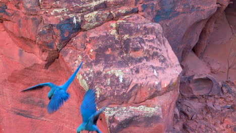Lear's-Indigo-Macaw-parrot-on-sandstone-breeding-cliff-tropical-Bahia-Brazil-4K-slow-motion-flying-off