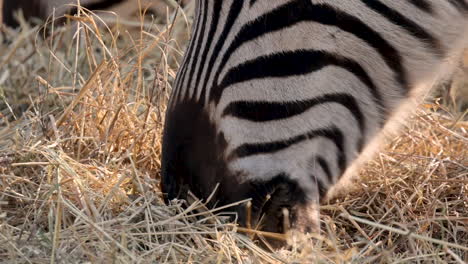Zebra-eating-dry-grass,-pan-up-shot-to-eye,-extreme-closeup