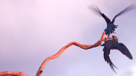 Endangered-Lear's-Indigo-Macaw-parrot-pair-play-fighting-on-branch-in-wind,-tropical-Bahia-Brazil