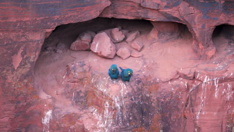 Lear's-Indigo-Macaw-parrot-spread-wings-on-breeding-cliff,-Bahia