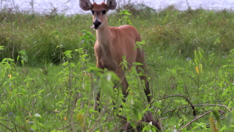 Young-Marsh-Deer-foraging-on-river-edge-vegetation-in-tropical-grass-savanna-in-Barba-Azul-Nature-Reserve