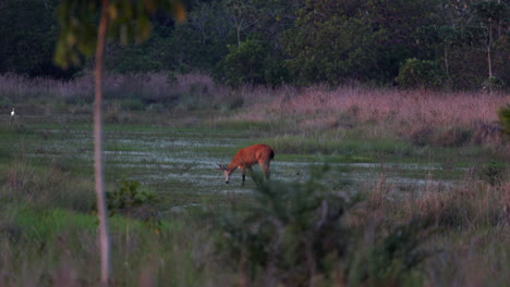 Seltener-Ruhiger-Sumpfhirsch-Bei-Sonnenuntergang-Auf-Nahrungssuche-In-Der-Tropischen-Grassavanne-Im-Naturschutzgebiet-Barba-Azul,-Bolivien