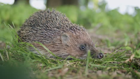 Eurasian-hedgehog-close-up-in-grass-in-evening-dusk-light