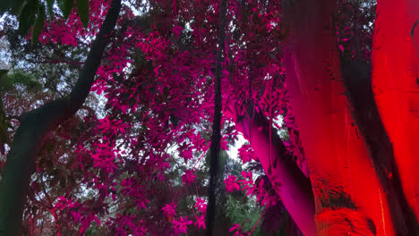 Beautiful-shot-of-a-forest-or-botanical-garden-in-Malaga-with-lighting-of-different-colors-that-give-a-magical-and-artistic-aspect-to-the-place