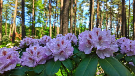 Rosa-Rhododendronblüten-Blühen-In-Einem-Sonnenbeschienenen-Wald