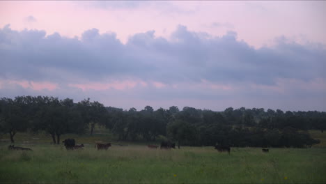 A-herd-of-cows-grazing-in-the-morning,-Texas-Hill-Country