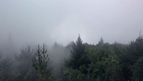 Aerial-dolly-in-flight-over-pine-tree-canopy-overlooking-a-foggy-skyline-in-upcountry-Maui,-Hawaii