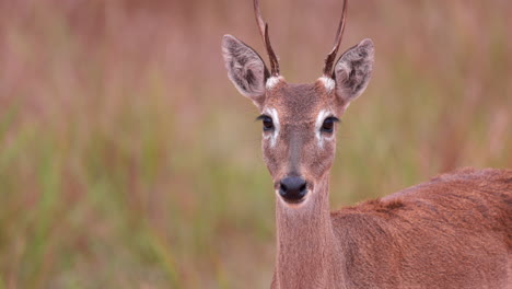 Pampas-Deer-Close-up-slow-motion-in-savanna-grass-of-Bolivia