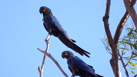 Endangered-Lear's-Indigo-Macaw-parrot-perched-on-branch-slow-motion,-tropical-Bahia-Brazil