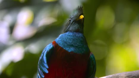 Hermoso-Primer-Plano-De-Un-Quetzal